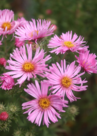 Aster novae-angliae 'Honeysong Pink'            